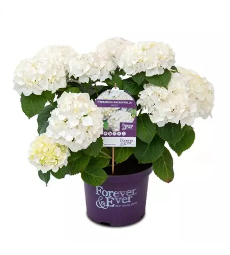 Hydrangea macrophylla 'Forever & Ever'® White