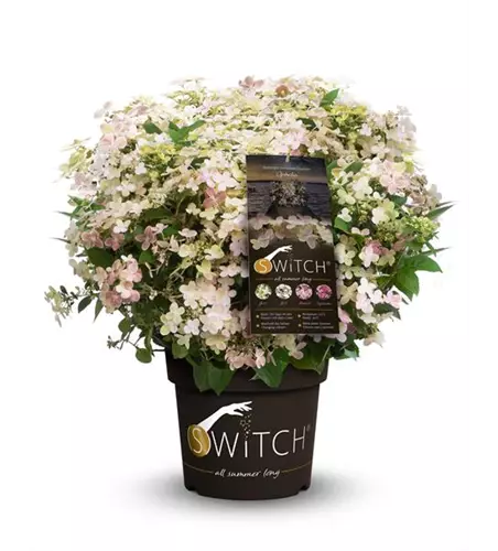 Hydrangea paniculata 'Switch'®