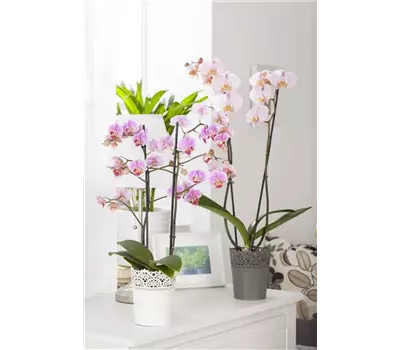 Phalaenopsis, rosa