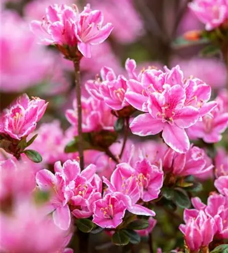 Japanische Azalee 'Pink Poetry'®(s)